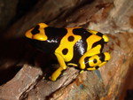 YELLOW BANDED POISON FROG