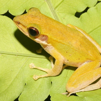 YELLOW PHANOM BENCHA FROG