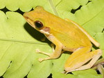 YELLOW PHANOM BENCHA FROG