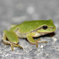 BABY TREE FROG