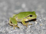 BABY TREE FROG