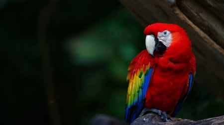 Scarlet Macaw - sitting, scarlet, bird, pretty, red, beautiful, colors, single, macaw