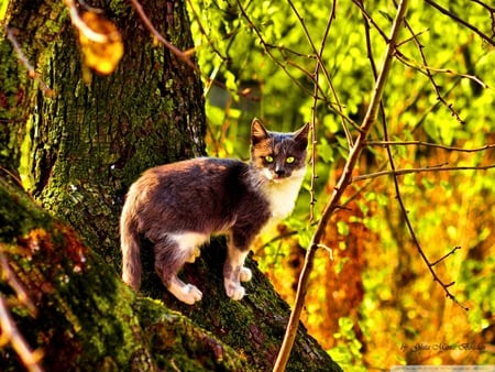 Cat on a tree