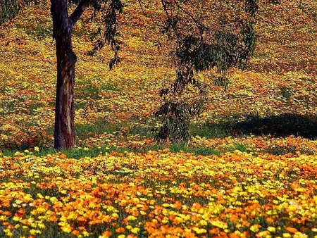 YELLOW MEADOW - flowers, field, tree, yellow