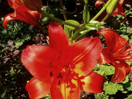 BEAUTIFUL FLOWER - red, flower, pretty, plant