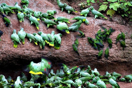 FLOCK OF DUSTY HEADED PARAKEETS - parakeets, feeding, birds, flock