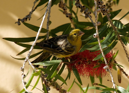 CANARY ON BOTTLE BRUSH