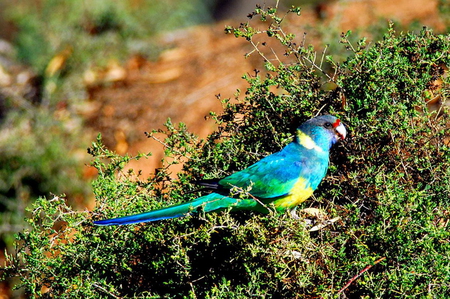 AUSTRALIAN RINGNECK PARROT