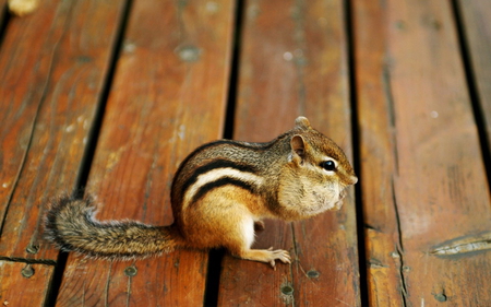 CHIPMUNK - boards, eating, stripes, cute