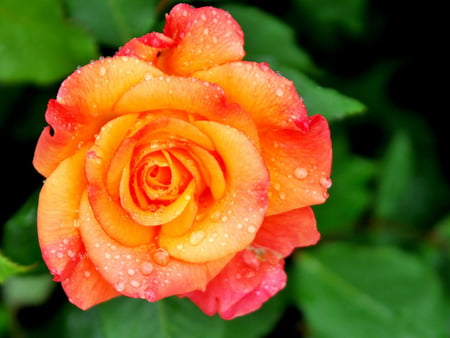 A rose for Unga (ungarilangi) - nature, photography, wet rose, rose, flower