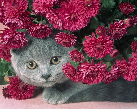 FOR ALL CAT LOVERS ON DN - flowers, mums, cat, peeking