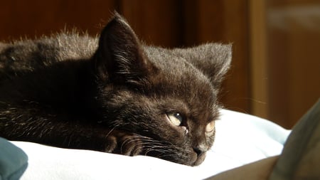 Relaxed Kitten - cat, cats, relaxed, black, cute, kitten