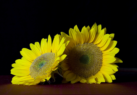 Sunflowers - flowers, sunflowers, sunflower, yellow, flower