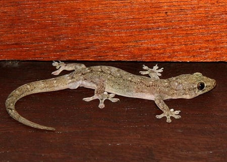 HOUSE GECKO - house, lizard, cute, gray