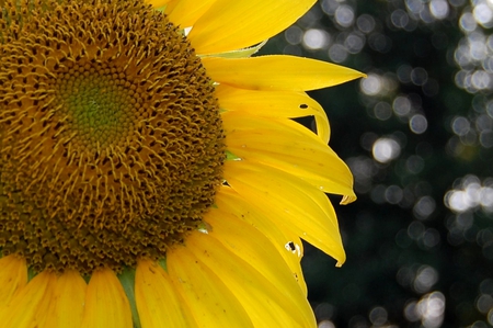 Sunflower - flowers, sunflowers, sunflower, yellow, flower