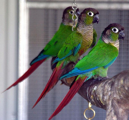 GREEN CHEEKED PARAKEETS - perch, blue, red, green