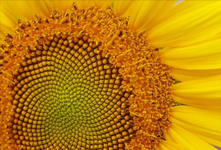 Sunflower - sunflower, sunflowers, yellow, flowers, flower