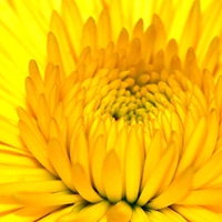 Yellow flower