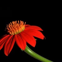 Red flower