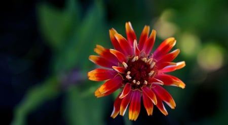 Flower - flowers, flower, red flower, nature