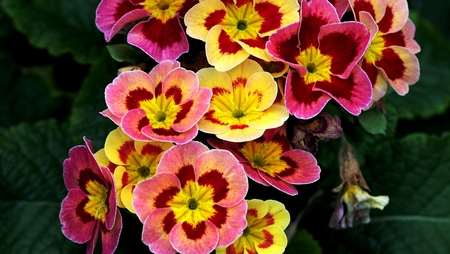 Beautiful flowers - flowers, beautiful flowers, yellow, beautiful, flower, pink