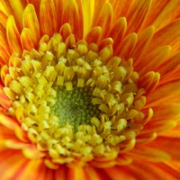 Orange gerbera