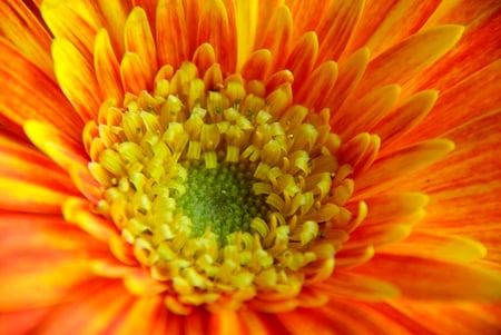 Orange gerbera - yellow, gerbera, orange gerbera, orange, flowers, flower