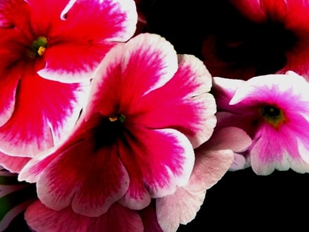 Flowers - flowers, flower, pink flowers, pink