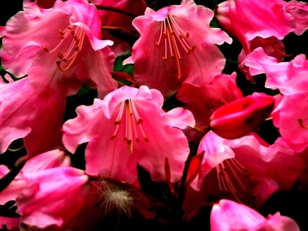 Pink flowers - flowers, nature, fink flower, pink flowers, flower, pink