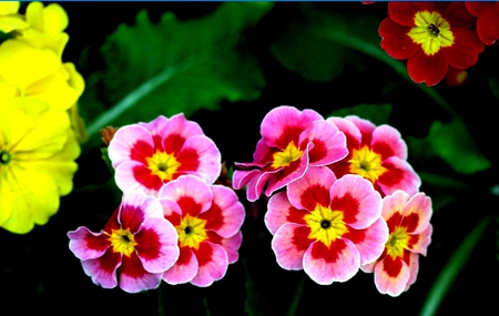 flowers - flowers, yellow, red, green, pink