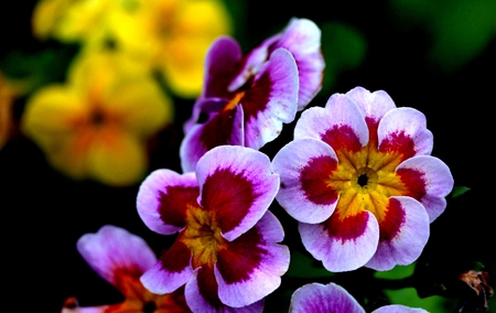 Flowers - flowers, flower, yellow, pink