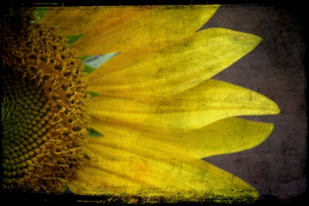 Sunflower - sunflower, sunflowers, yellow, flowers, flower