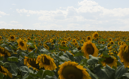 Sunflowers - flowers, sunflowers, sunflower, yellow, flower