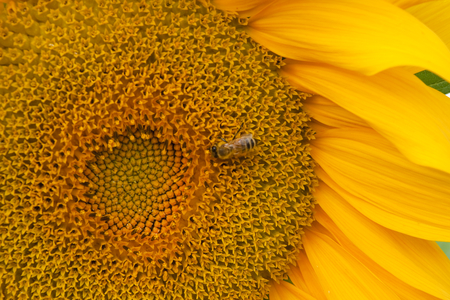 Sunflower - flowers, yellow flower, sunflowers, sunflower, yellow, flower