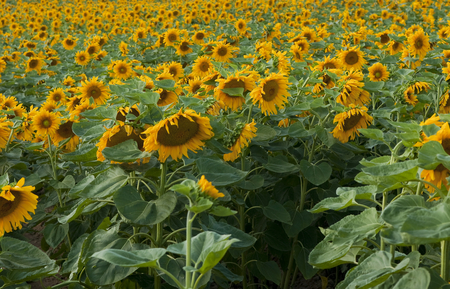 sunflowers - flowers, yellow flower, sunflowers, sunflower, yellow, flower