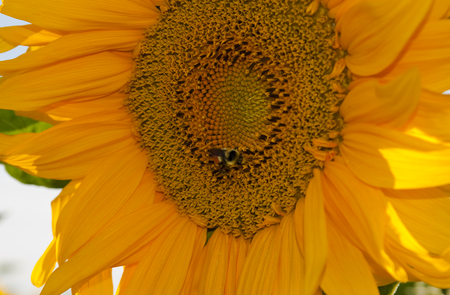 sunflower - yellow flower, sunflower, sunflowers, yellow, flowers, flower