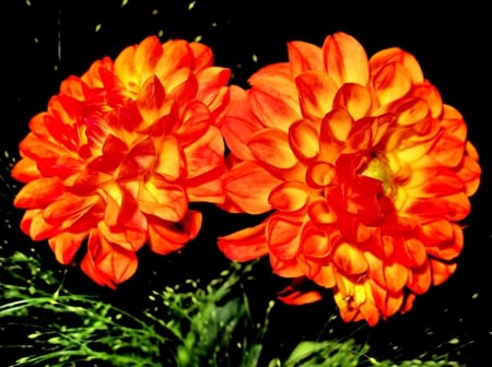 Orange Dahlias - orange, dahlia, orange flowers, dahlias