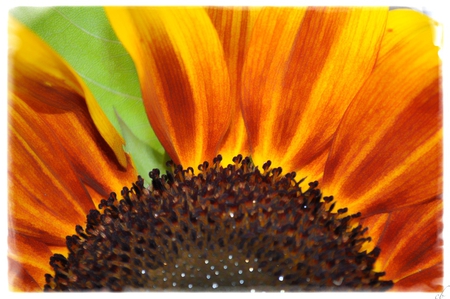 sunflower - flowers, yellow flower, sunflowers, sunflower, yellow, flower