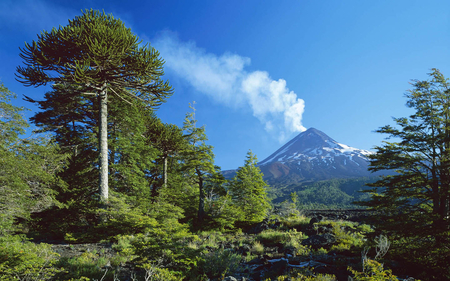 trees & mountain - mountainn, forest, cloud, trees