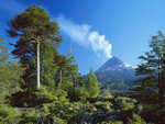 trees & mountain