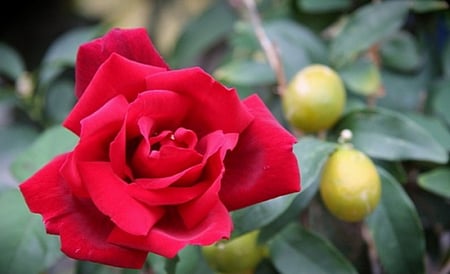 RED ROSE IN GARDEN - garden, red, flower, rose