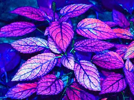 veined leaves - veins, colorful, plant, pink, leaves