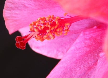 Pink flower - nice, pink, beautiful, pink flower, flower