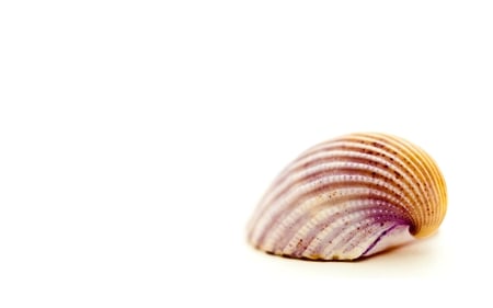 seashell