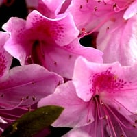 Pink flowers