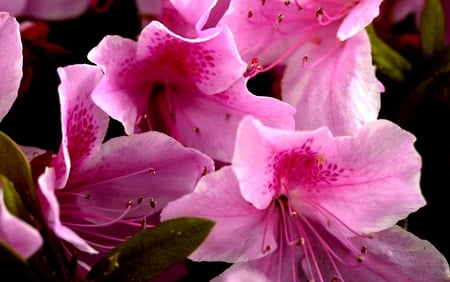 Pink flowers - nice, pink, beautiful, pink flower, flowers, pink flowers, flower