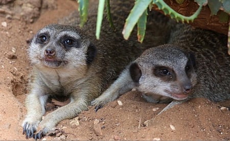 MEERKATS RESTING - cute, resting, sand, plant