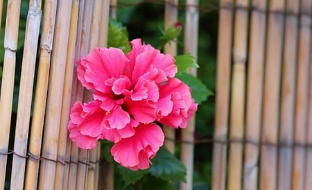 PINK FLOWER ON BAMBOO - flower, fence, pink, bamboo