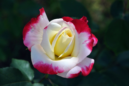 A rose for Gisela (icz) - nature, photography, friendship, rose, flower