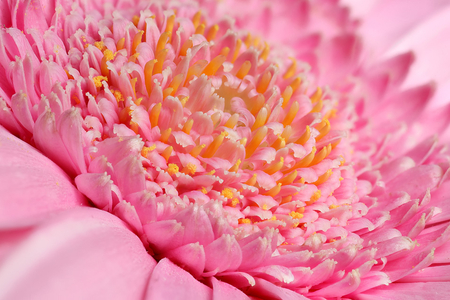 Beautiful pink flower - gerbera, pink, beautiful, pink flower, flower